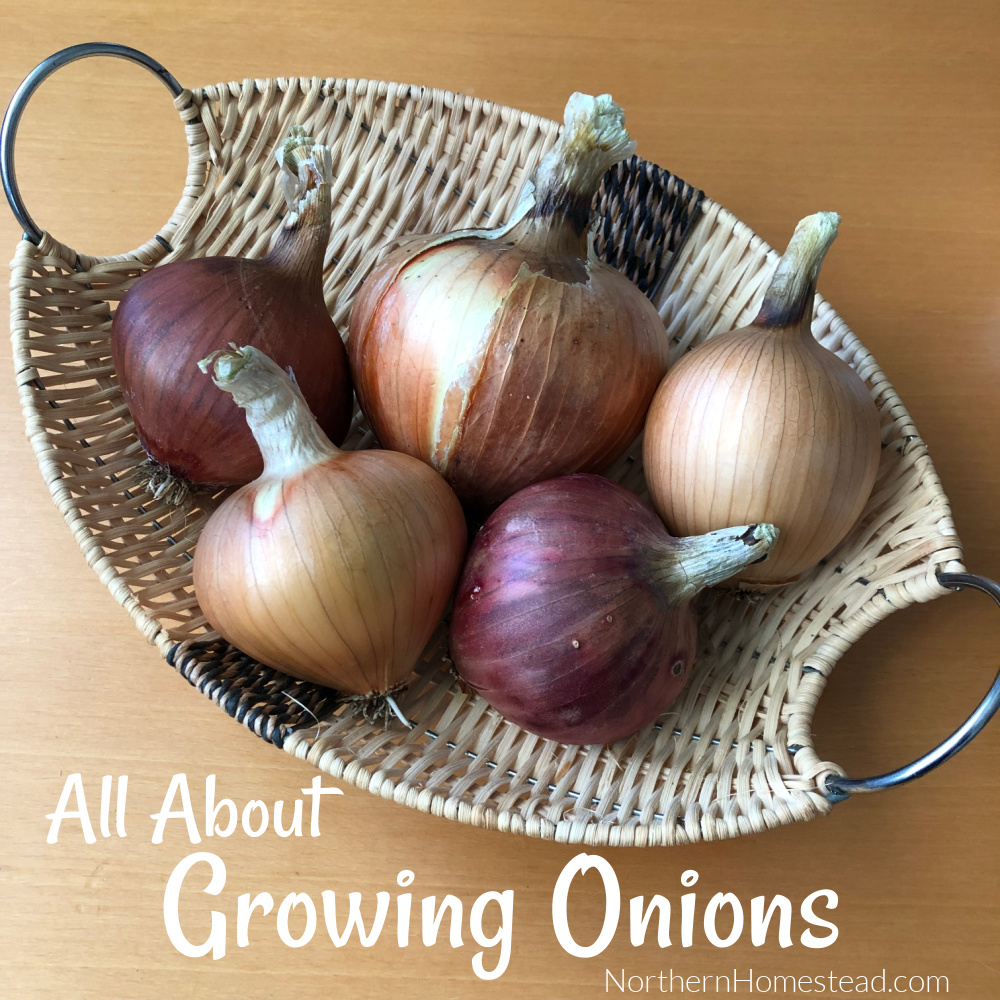 All about growing onions