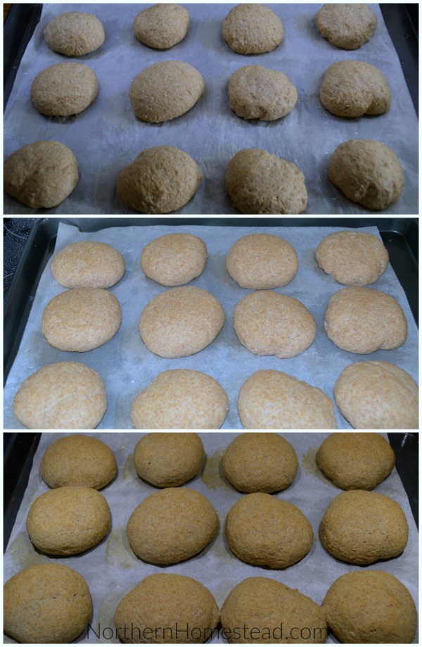 Whole Grain Dinner Buns Recipe