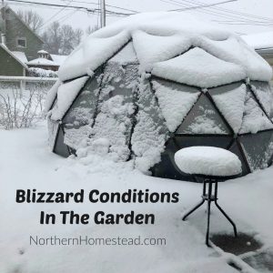 Blizzard Conditions In The Garden