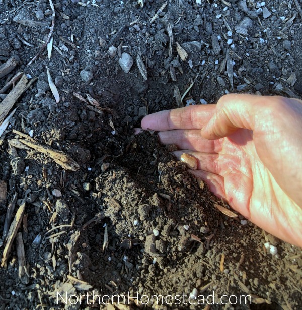 Dry spring challenge in the garden