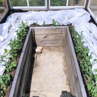 How to protect plants from a late spring frost - Northern Homestead