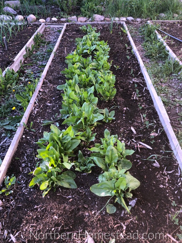 Dry spring challenge in the garden