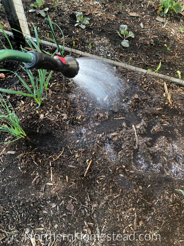 Dry spring challenge in the garden