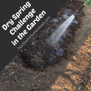 Dry spring challenge in the garden