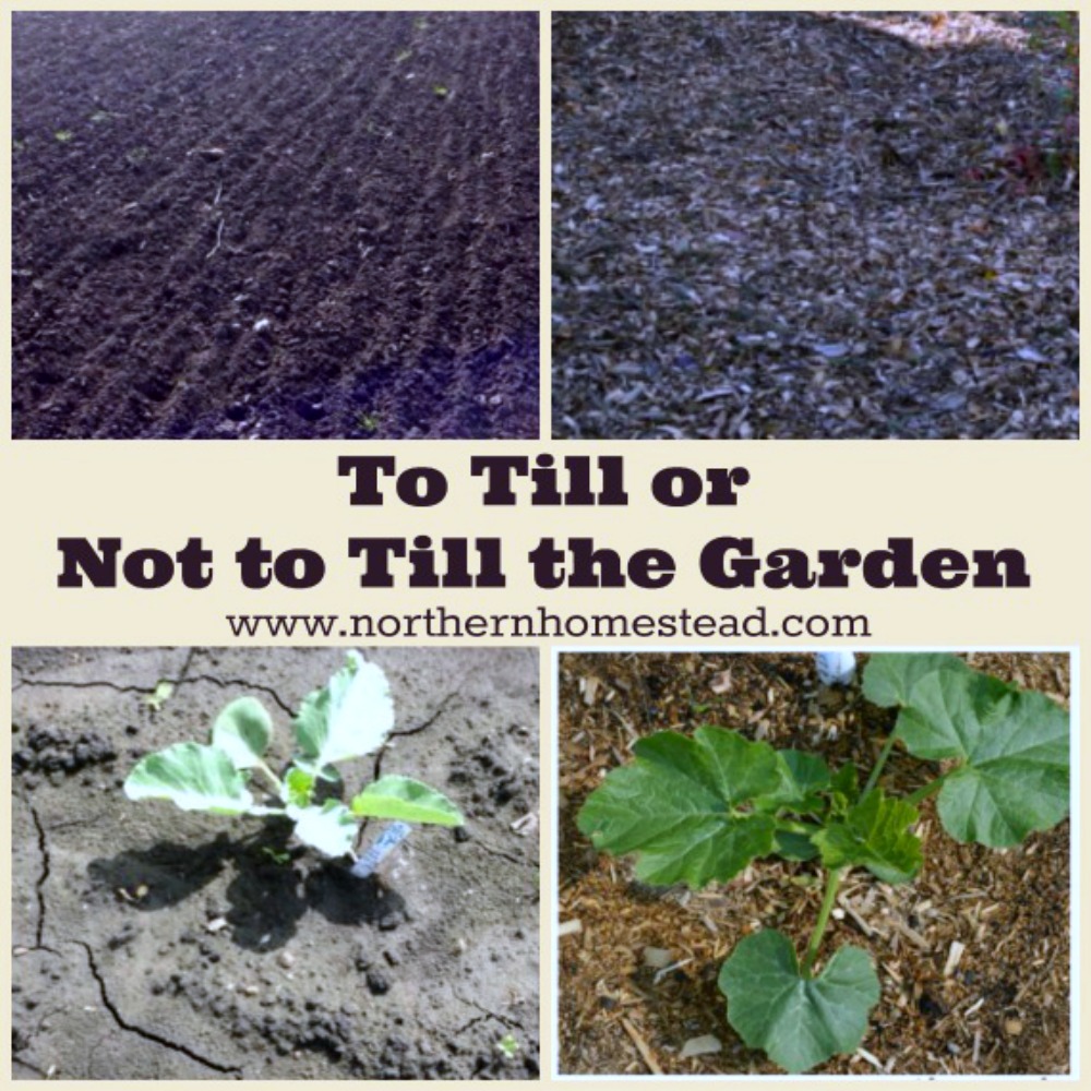 To Till or Not to Till the Garden