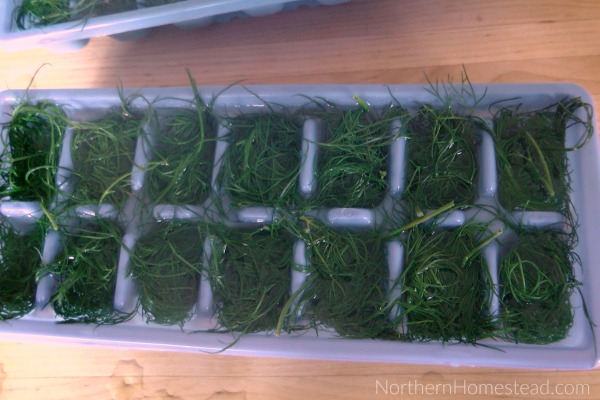 How to freeze herbs
