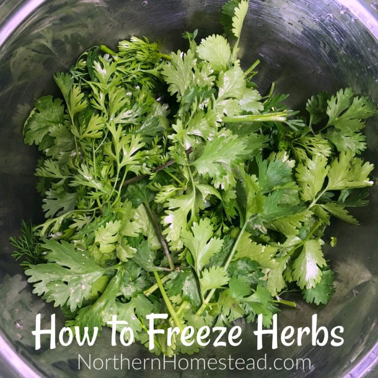 How to Freeze Herbs Northern Homestead