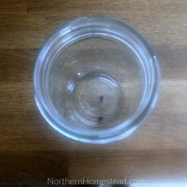 Preparing and Storing Canning Jars - Northern Homestead