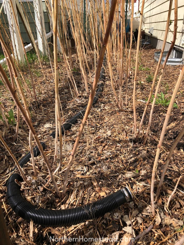 Self-watering rainwater harvest