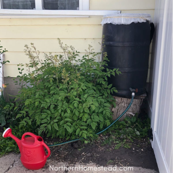 How to Make a Rainwater Tank from Recycled Plastic Drums – Deep Green  Permaculture