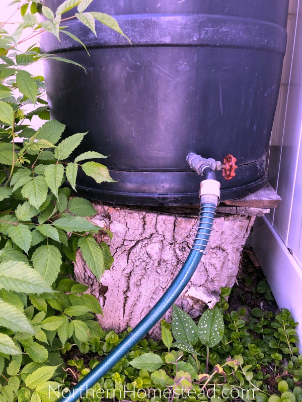 Rainwater Harvesting for Use in the Garden