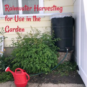Rainwater Harvesting for Use in the Garden