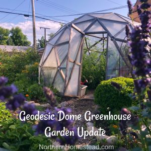 Geodesic Dome Greenhouse Garden Update July 2019