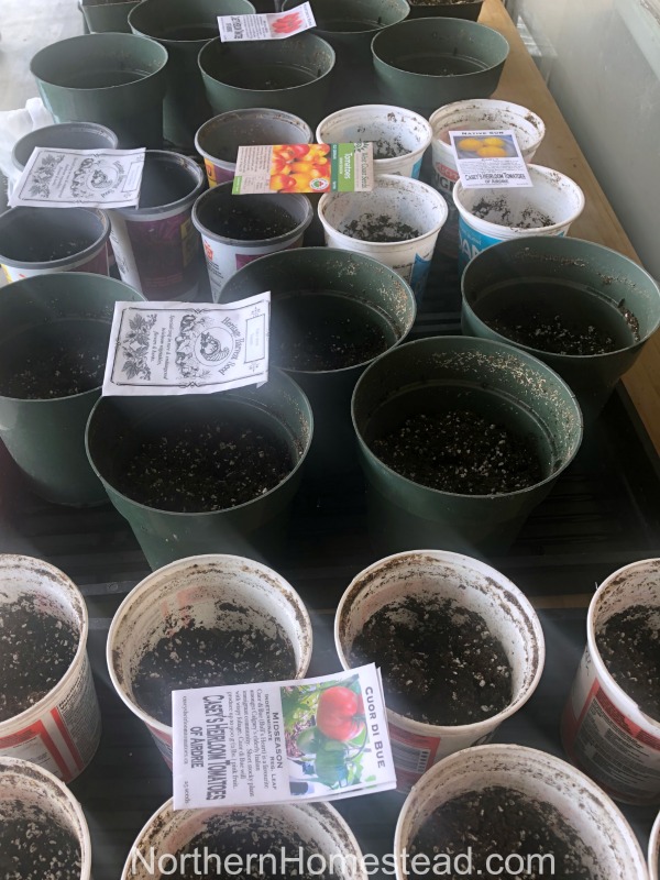 Growing Tomatoes Summer Update - Starting Seeds