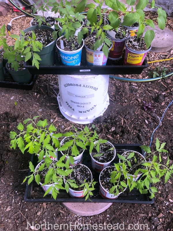 Growing Tomatoes Summer Update