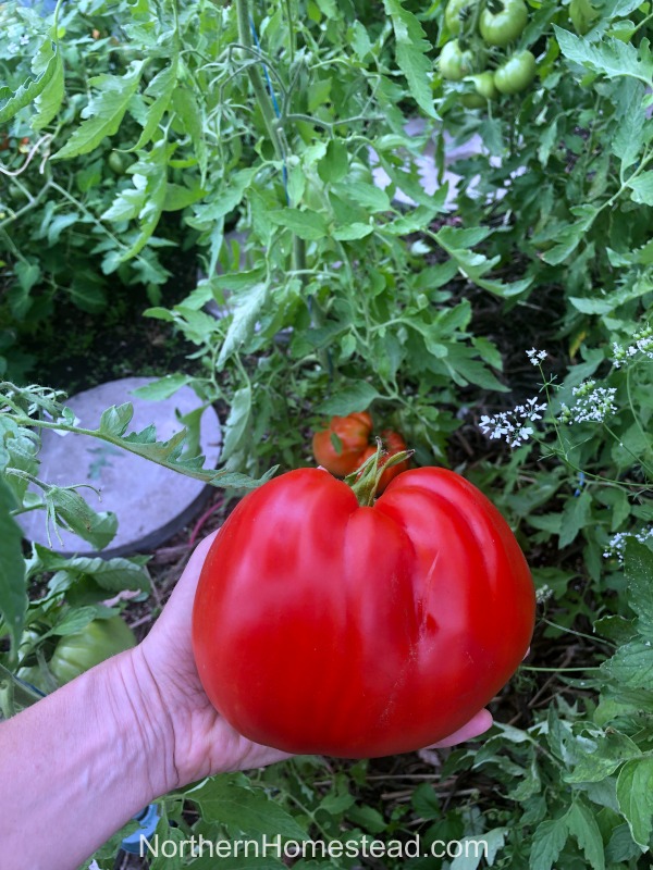 Growing Tomatoes Summer Update