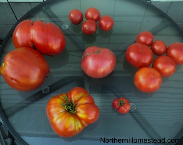 Growing Tomatoes Summer Update