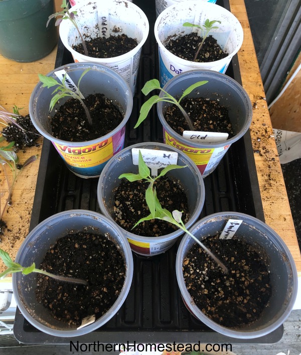 Growing Tomatoes Summer Update