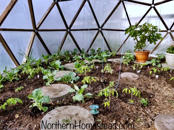 Growing Tomatoes Summer Update