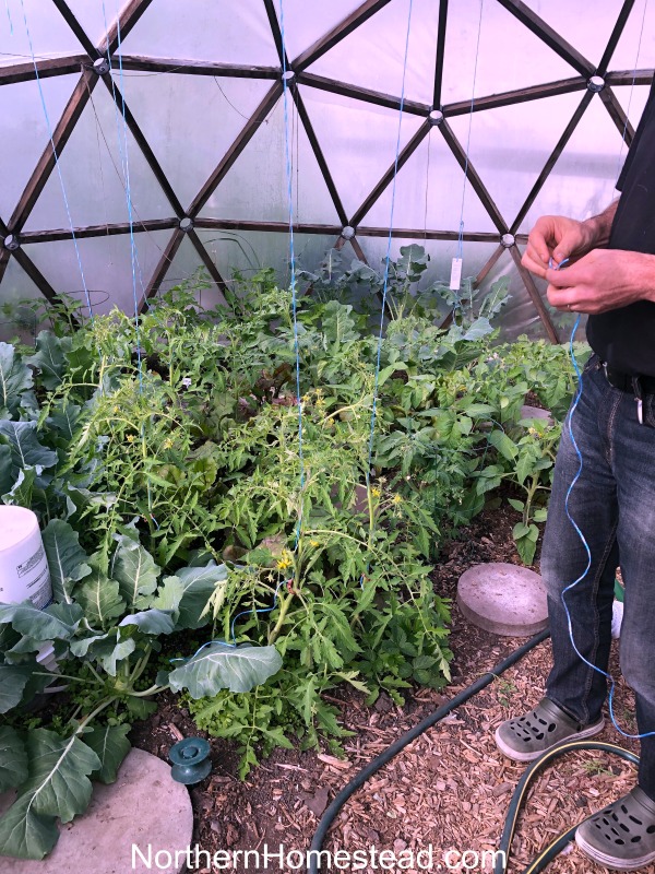 Growing Tomatoes Summer Update