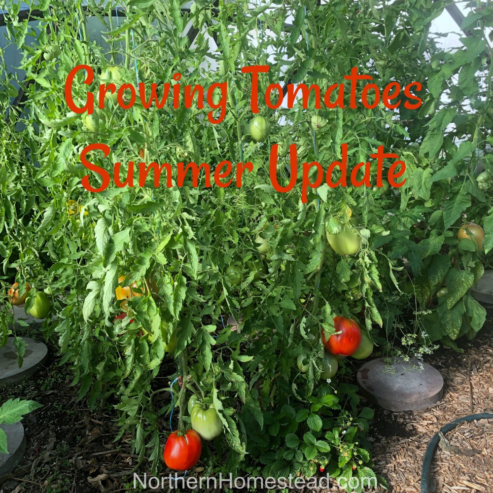 Growing Tomatoes Summer Update