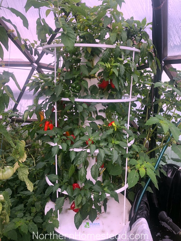 Growing peppers in cold climate
