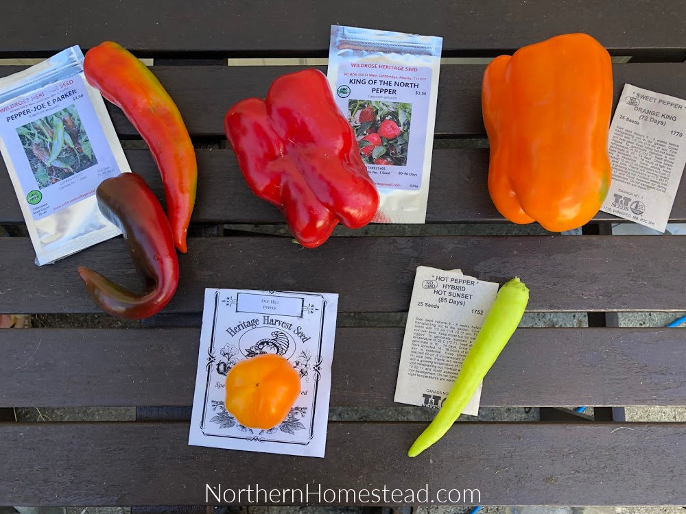 Growing Peppers in Cold Climate