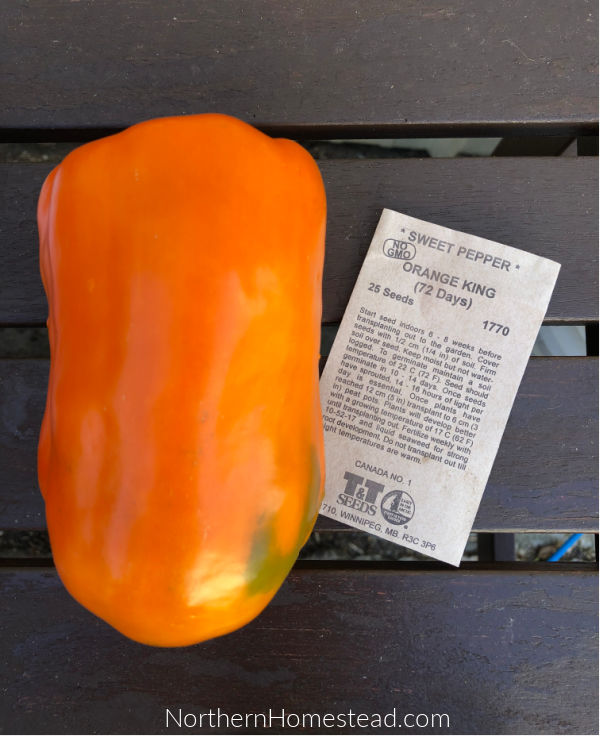 Growing Peppers in Cold Climate - Orange King