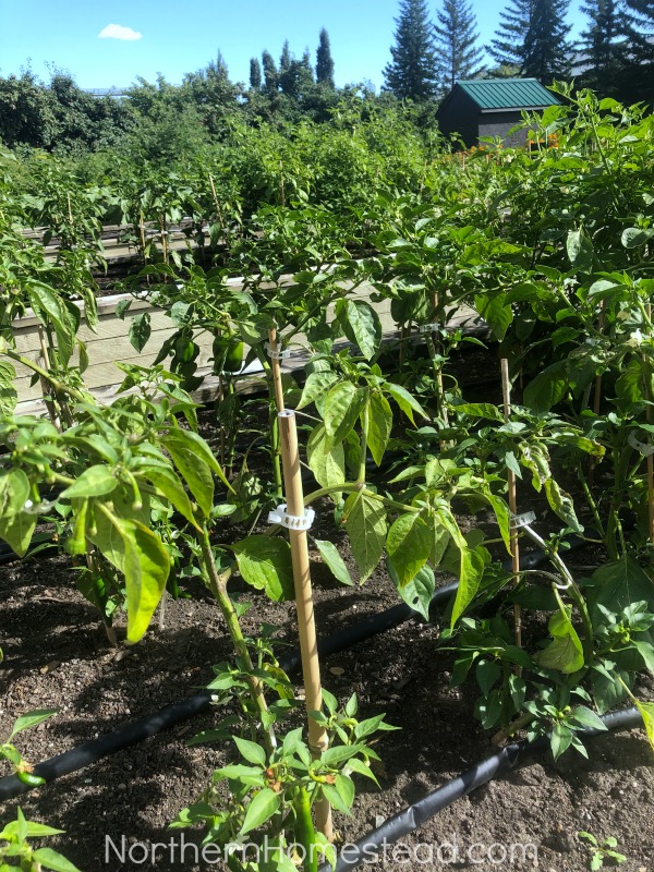 Growing peppers in cold climate