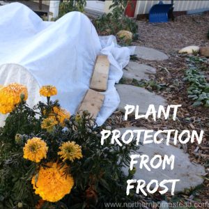 Plant protection from frost