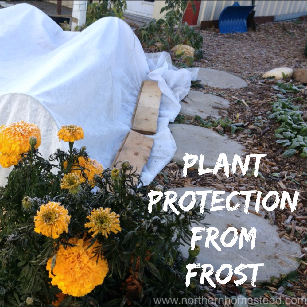 Plant protection from frost 