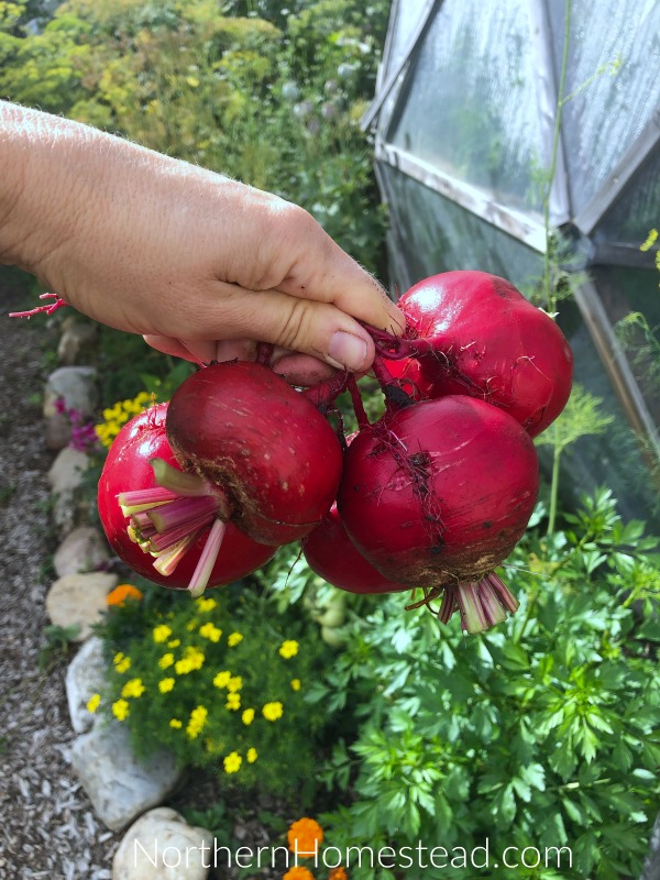 Fin de saison - Mise à jour du jardin 2019