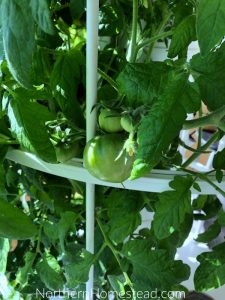 7 Reasons to Grow an Aeroponic Tower Garden - Review - Northern Homestead
