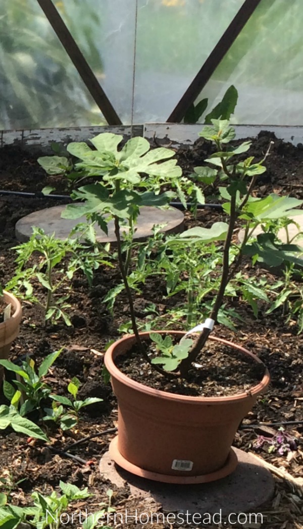 Growing Figs in Cold Climate