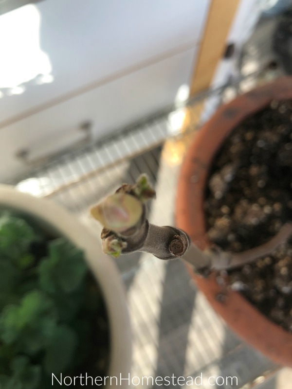 Growing Figs in Cold Climate