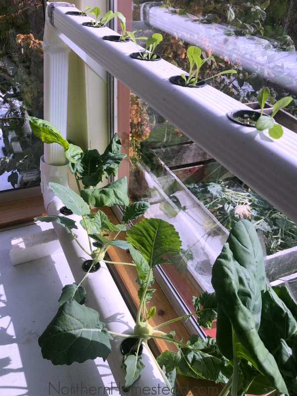 NFT downspout Hydroponics system upgrade