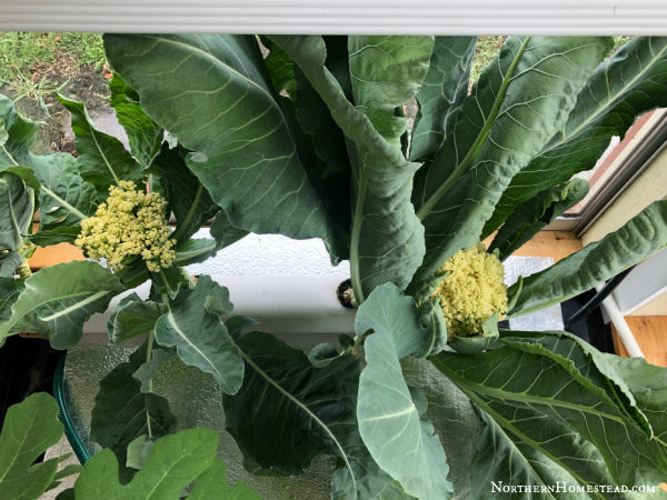 Cauliflower Indoors