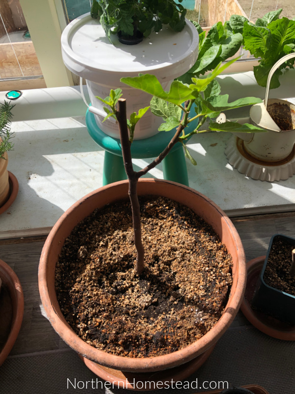 Growing fig trees in a cold climate