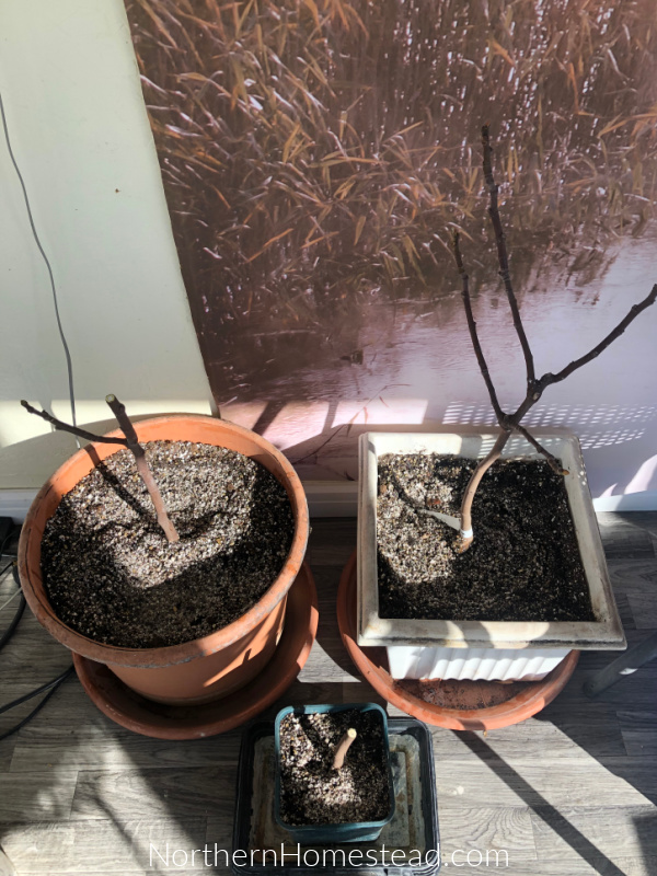 How to Grow a Fig Tree in a Pot