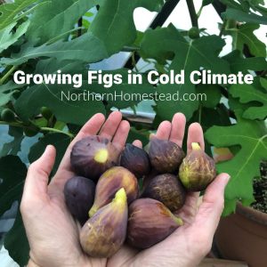 Growing fig trees in a cold climate
