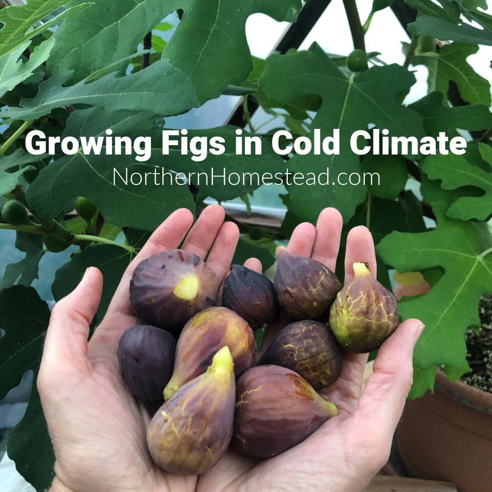 Growing fig trees in a cold climate