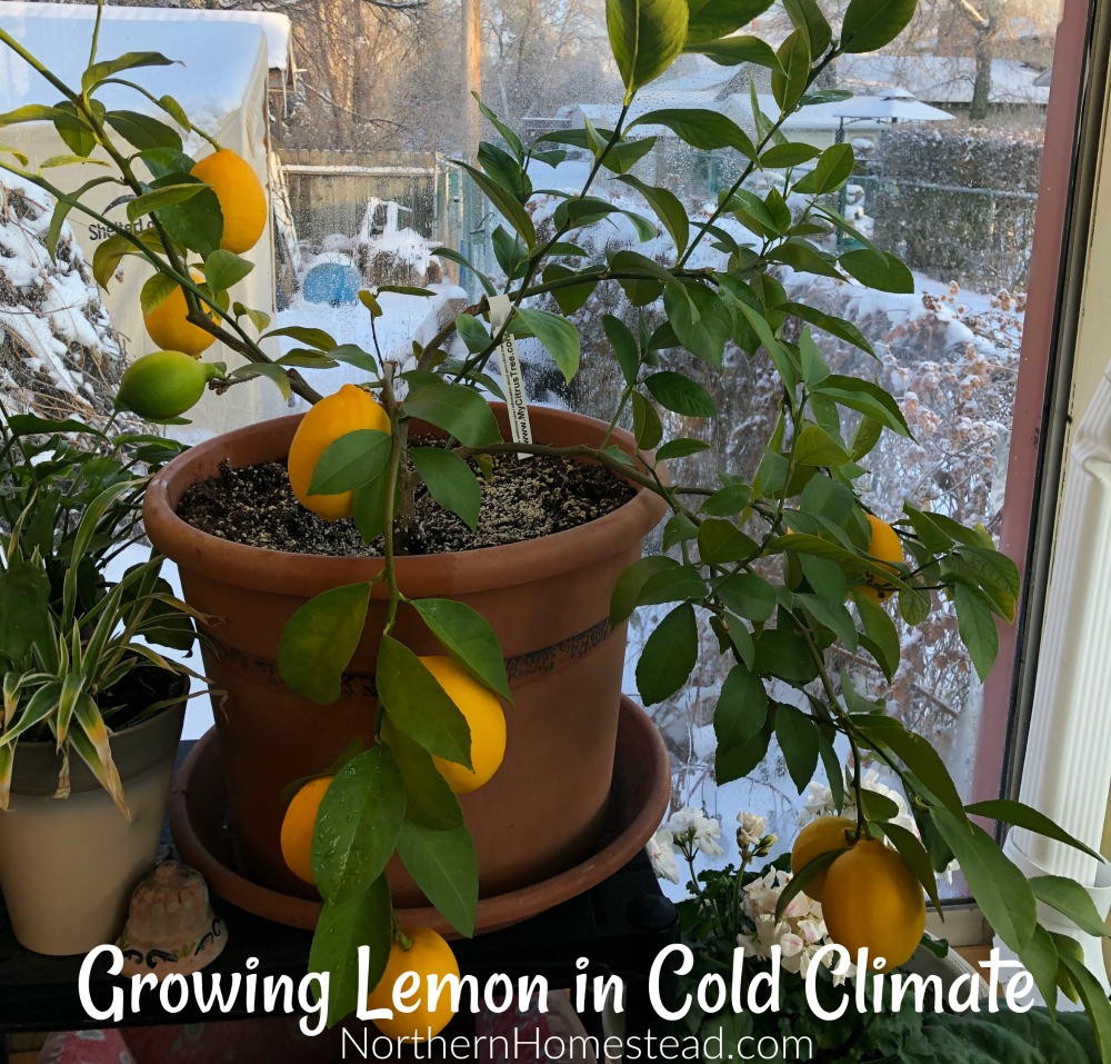 Growing Lemon in cold climate