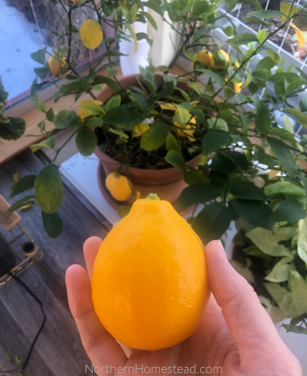 LEMON TREE IN THE INDOOR GARDEN