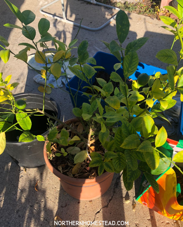 Transplanting a Meyer Lemon Tree