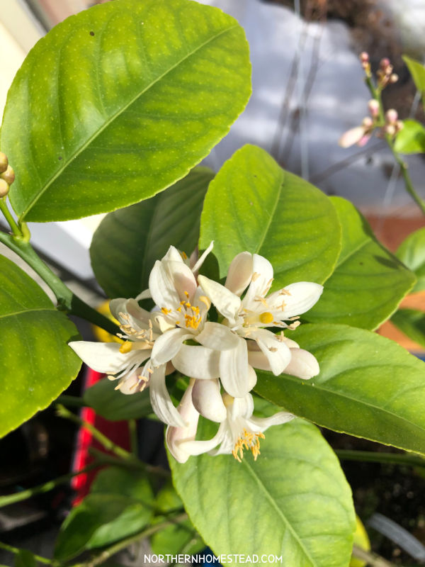 Pollinating an indoor lemon tree