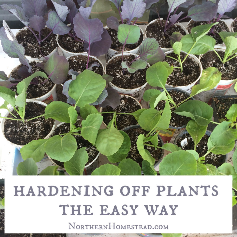 Hardening off plants the easy ways is gentle on plants and on the gardener. As result you get healthier and stronger plants.
