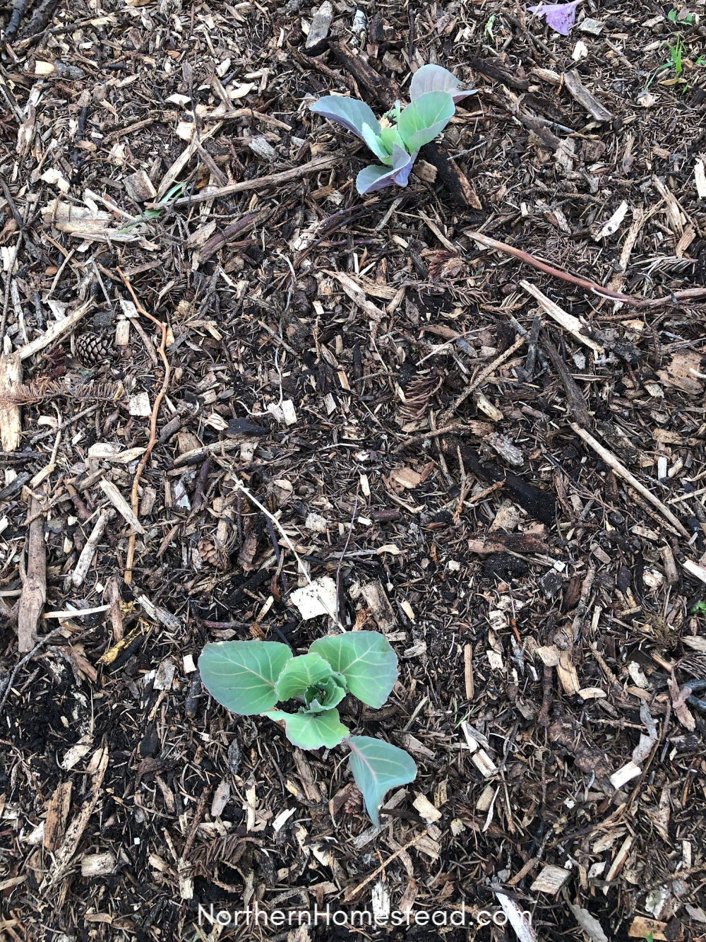 Mulched seedling