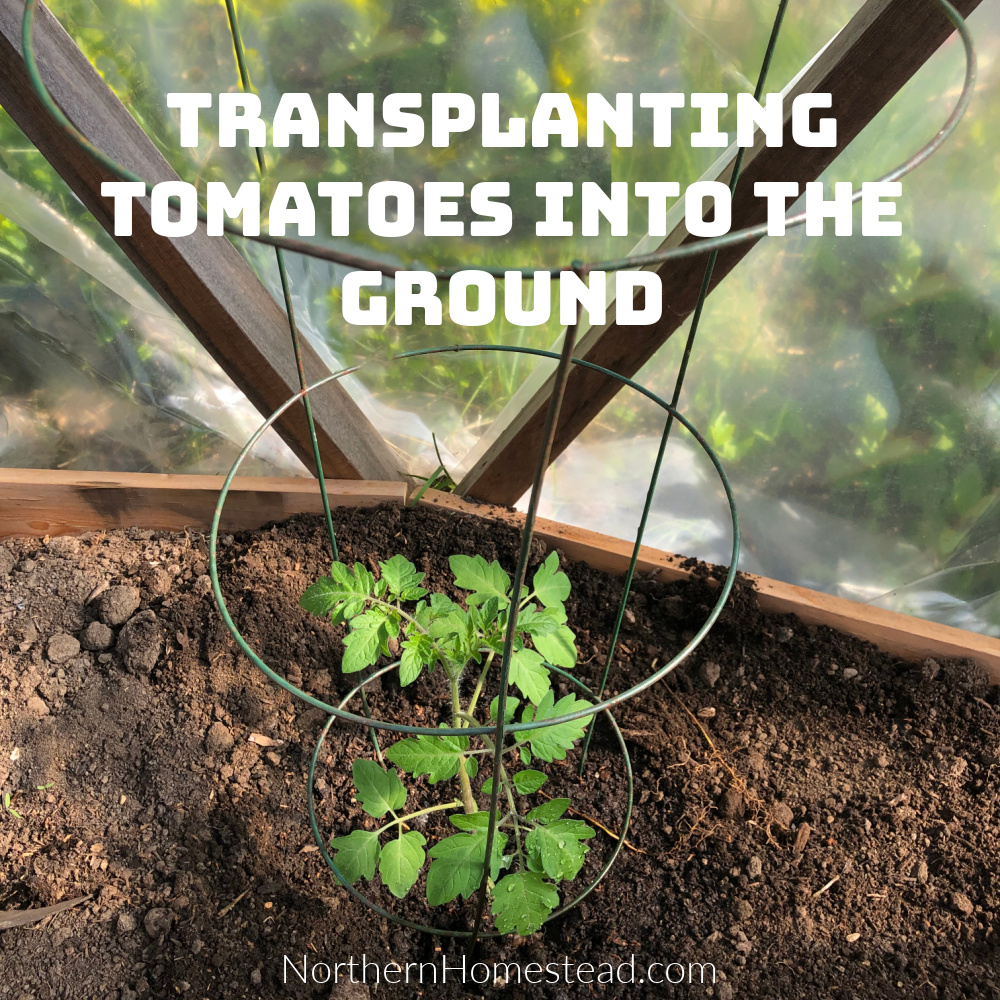 Transplanting Tomatoes into the Ground