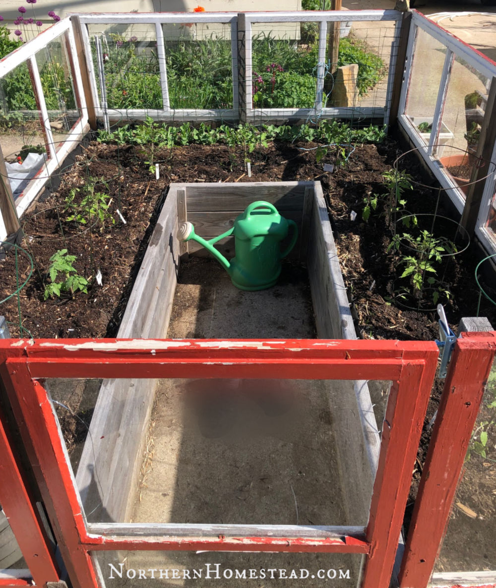 Transplanting tomato plants into the ground