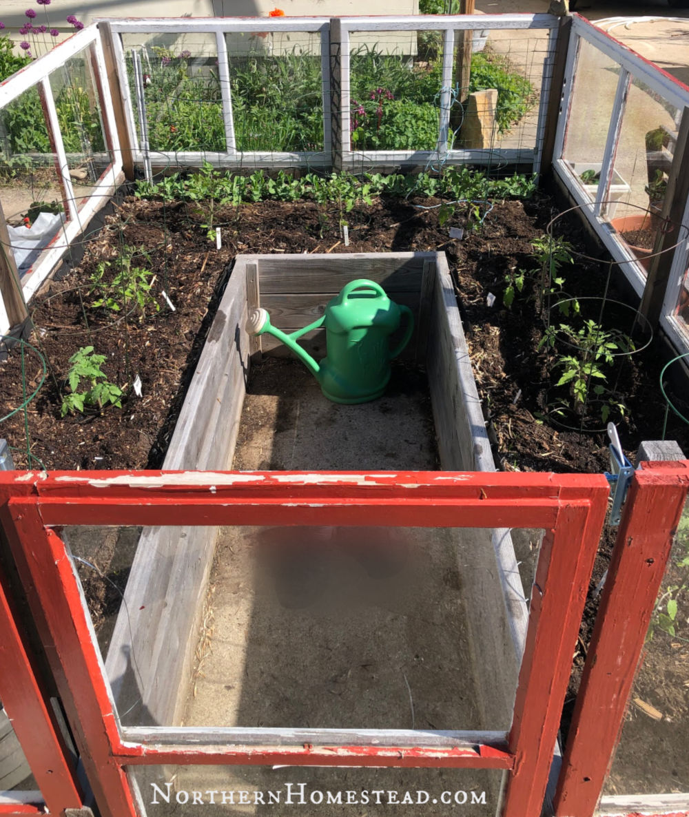 19+ Transplant Tomato Plant